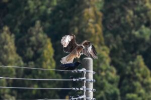 ミッドフット着地の正しいやり方とは？